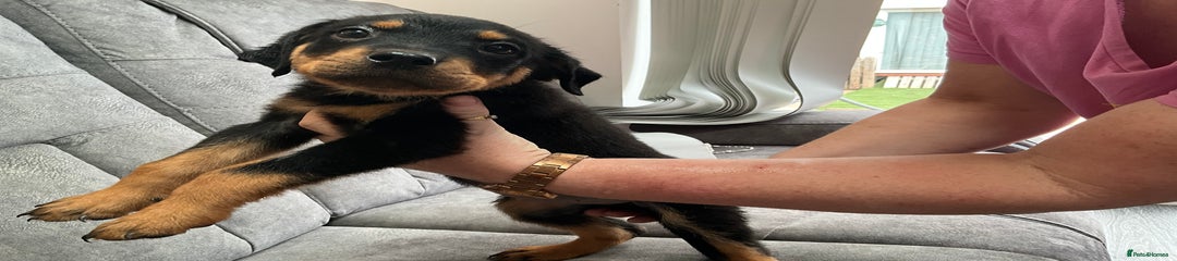 Rottweiler Puppy 1