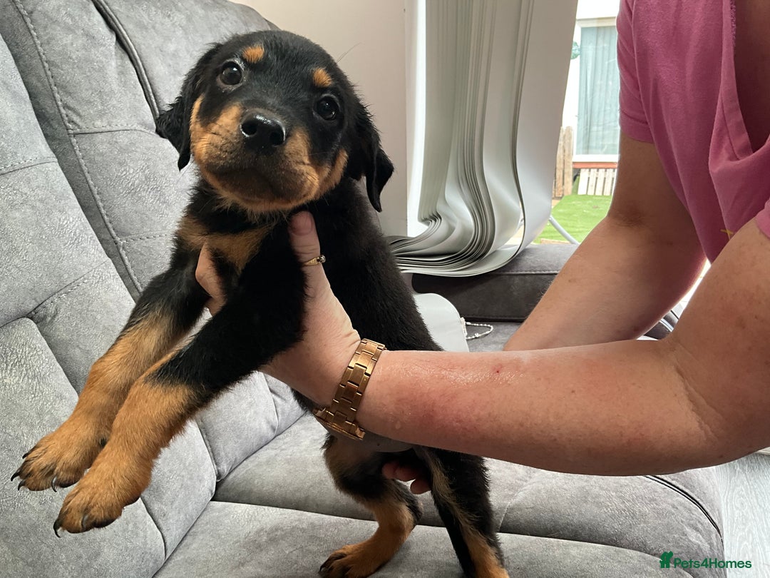 Rottweiler dogs for sale: ROTTWIELER puppies - Image 1