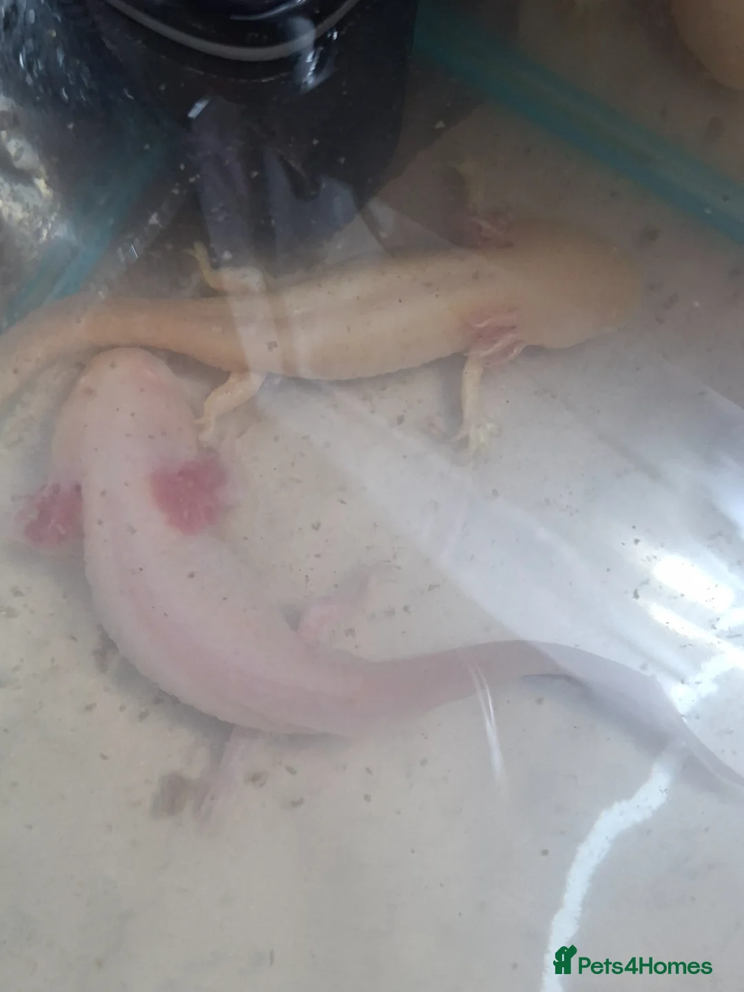 Axolotl reptiles for sale: 2 axolotl  in Wigan - Advert 2