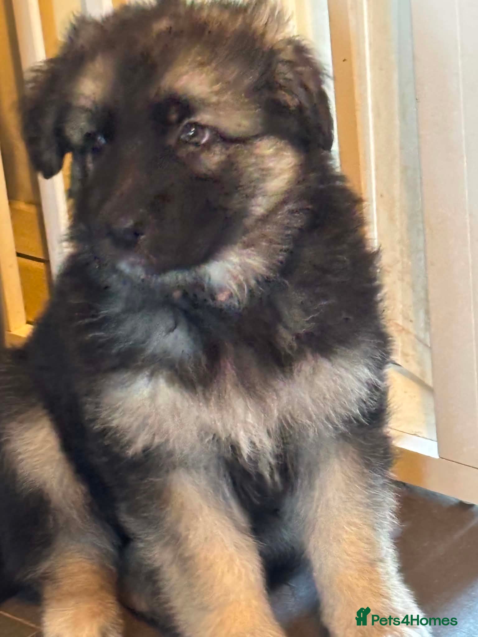 German Shepherd dogs Quality Straight Backed German Shepherd Puppies - Advert 7