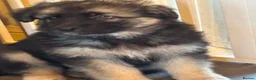German Shepherd dogs for sale: Quality Straight Backed German Shepherd Puppies - Advert 13