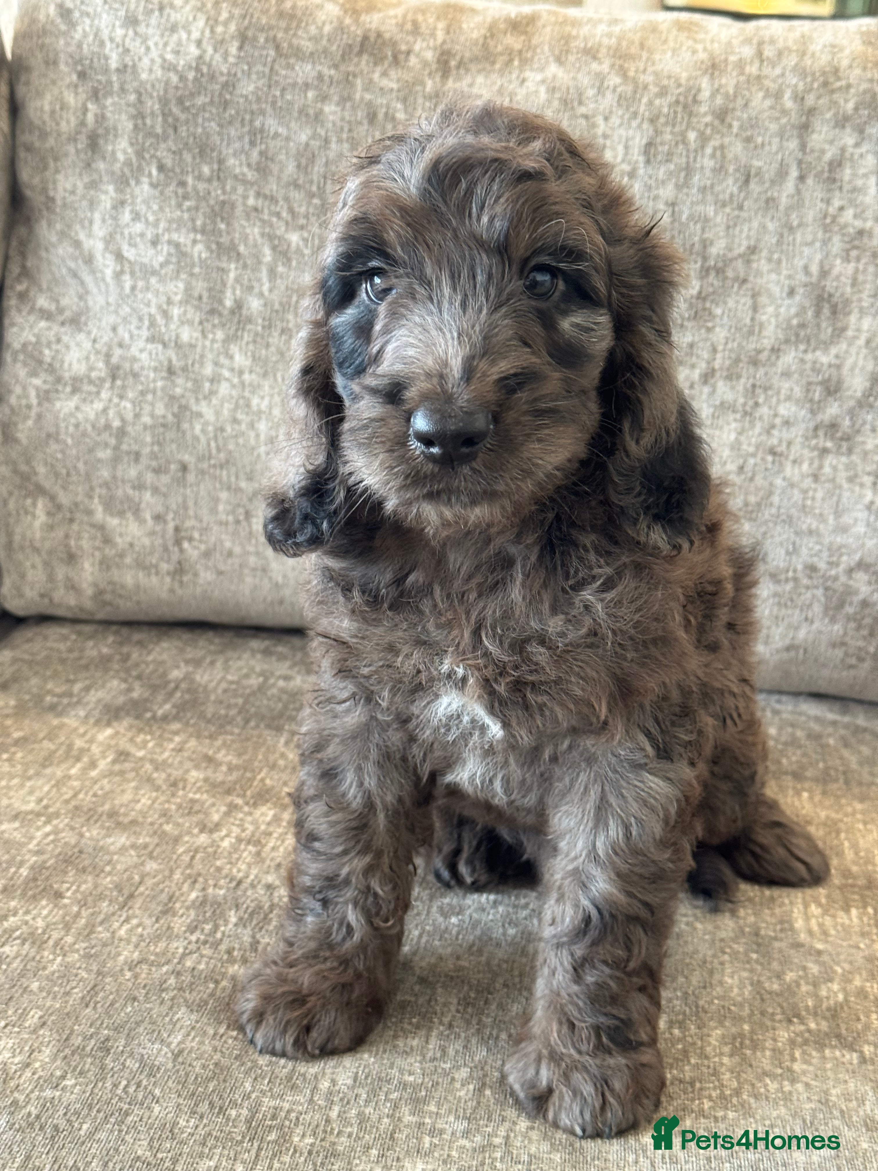 Cockapoo dogs MERL & CHOCOLATE F1COCKERPOOS HEALTH TESTED PARENT - Advert 1