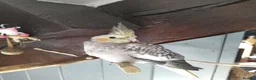 Cockatiels birds for sale: DNA sexed cockatiel hand tame and flight trained - Advert 5