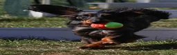 Dachshund dogs for stud: Miniature longhaired dachshund for stud  - Advert 7