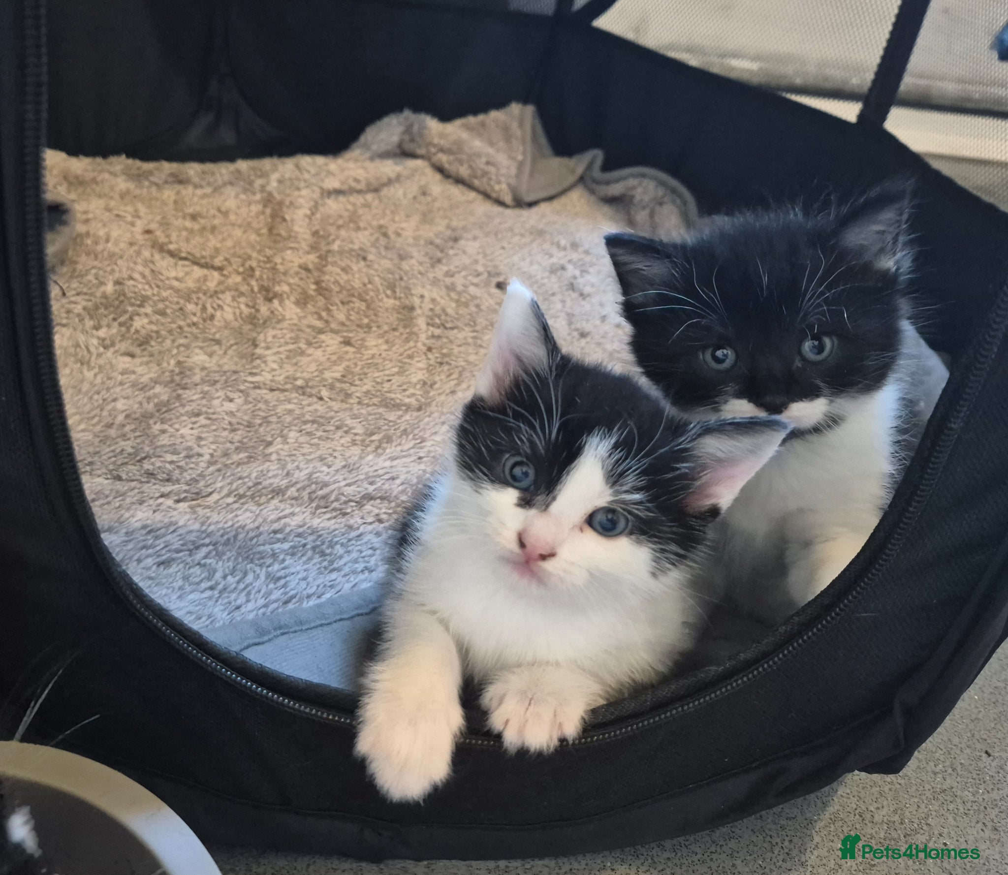 Mixed Breed cats Gorgeous mixed Breed kittens  - Advert 1