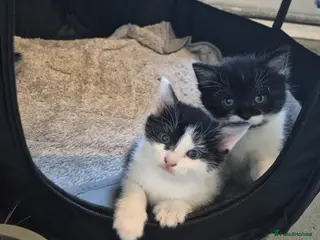 Mixed Breed cats READY NOW Gorgeous mixed Breed kittens 2 left - Advert 3