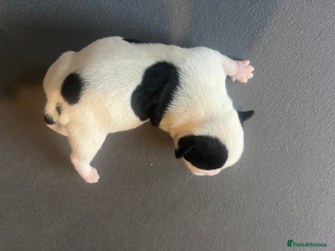 Mixed Breed dogs for sale: StaffyXAmerican bulldog puppies  - Image 9