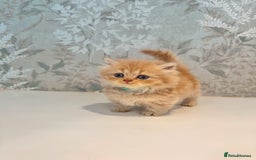 Munchkin cats for sale: 2 tiny legged rug hugger Persian munchkins - Image 14