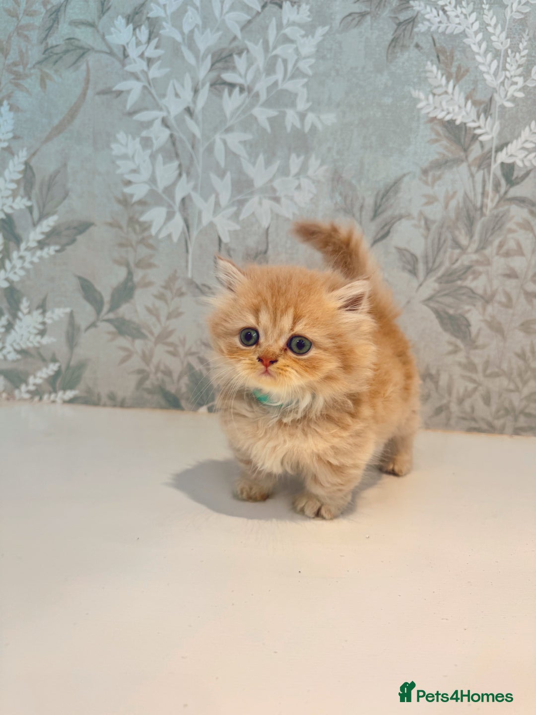 Munchkin cats for sale: 2 tiny legged rug hugger Persian munchkins - Image 14