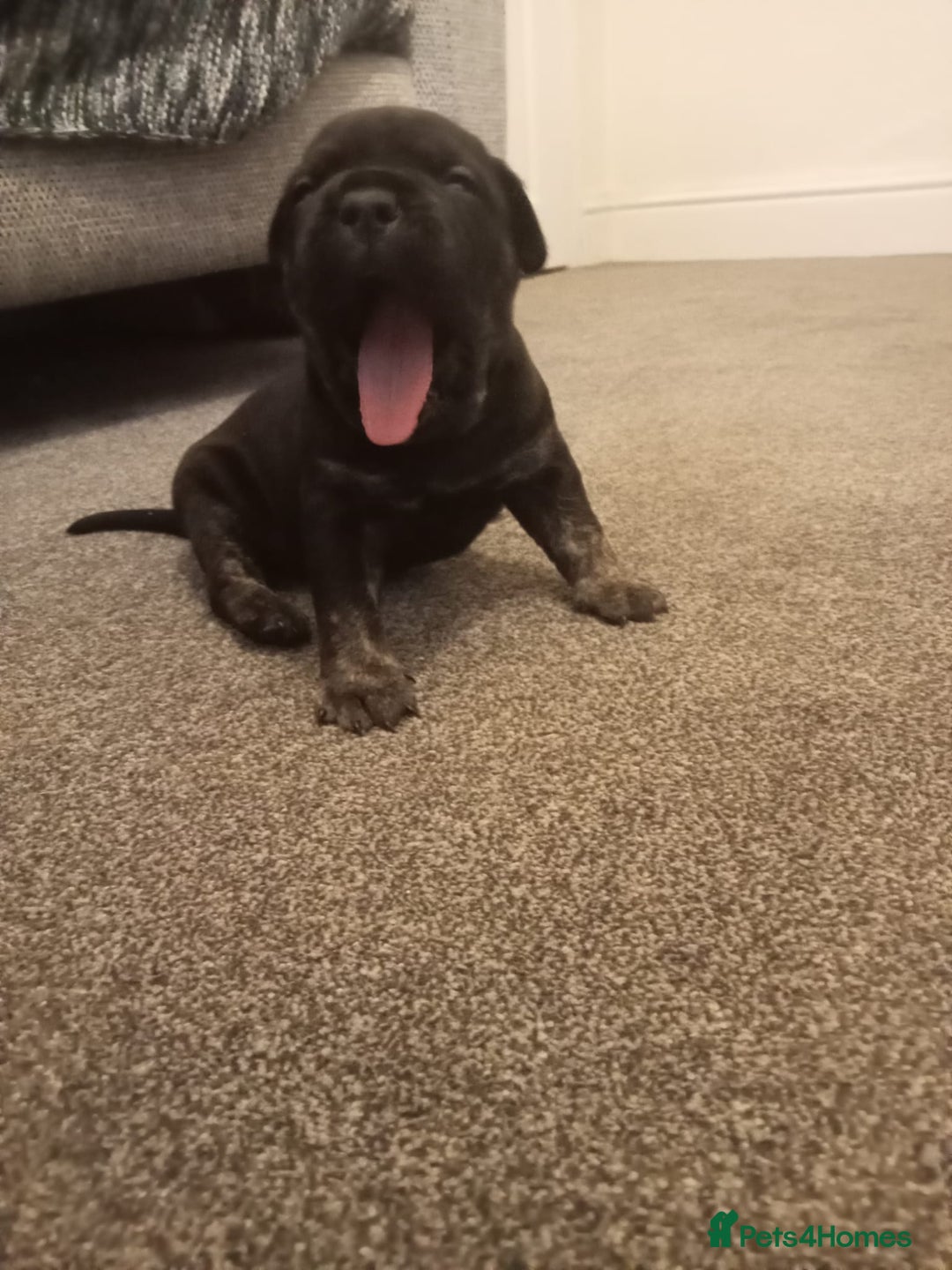 Mixed Breed dogs for sale: American pocket Corso - Image 25