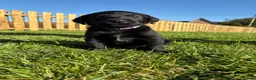 Labrador Retriever dogs for sale: Black labrador puppies KC registered. in Berwick-upon-Tweed - Advert 5