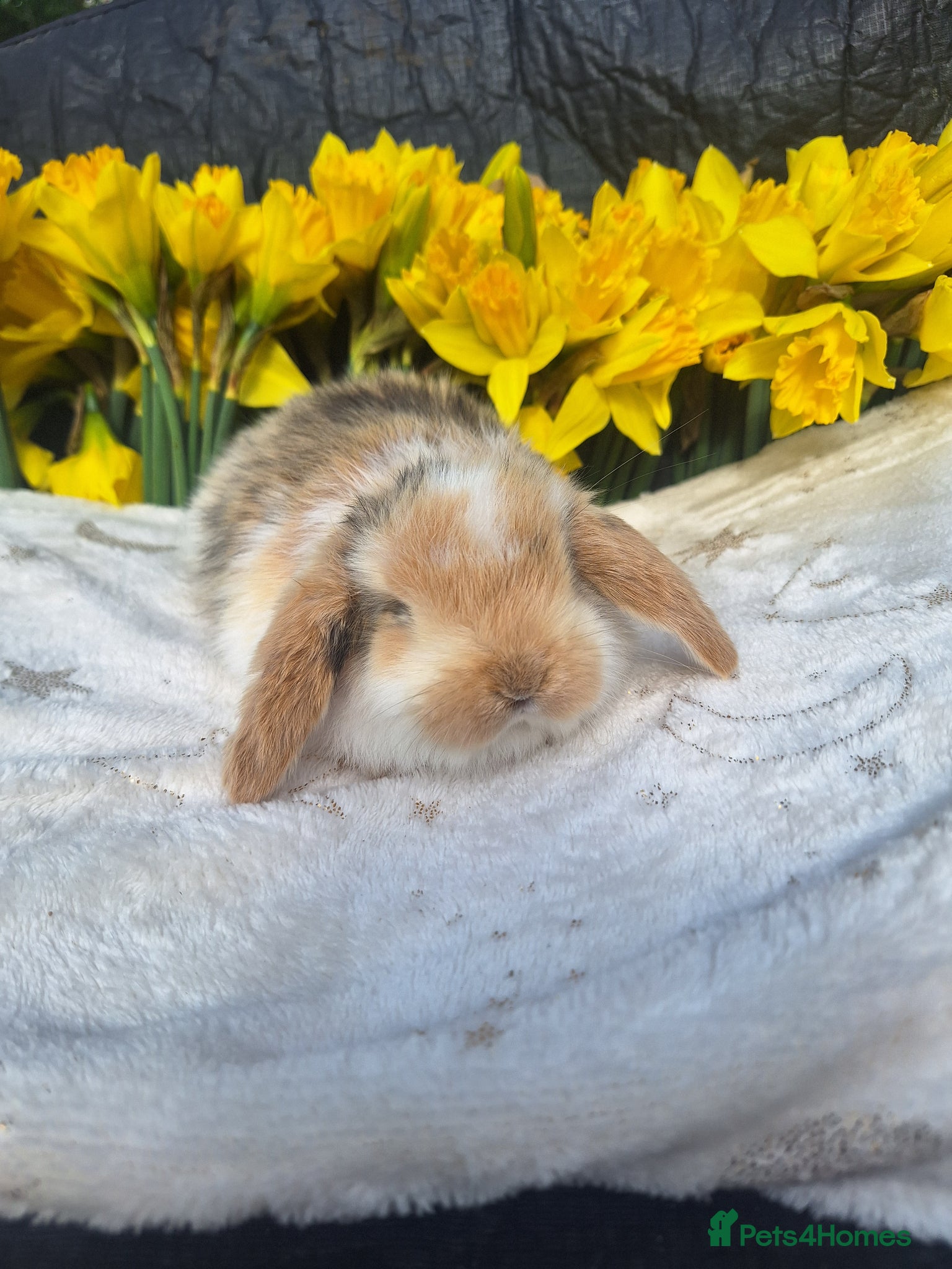 Mini Lop rabbits Pure bred mini lop babie rabbits 🐇  - Advert 7