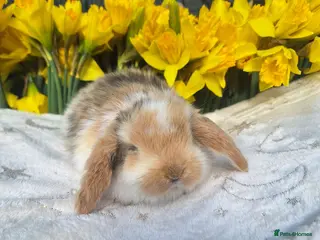Mini Lop rabbits Pure bred mini lop babie rabbits 🐇 - Advert 7