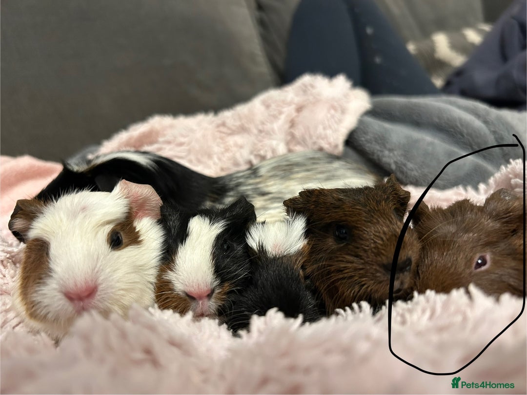 Guinea Pig rodents for sale: male 4 week old guiena pig - Advert 1