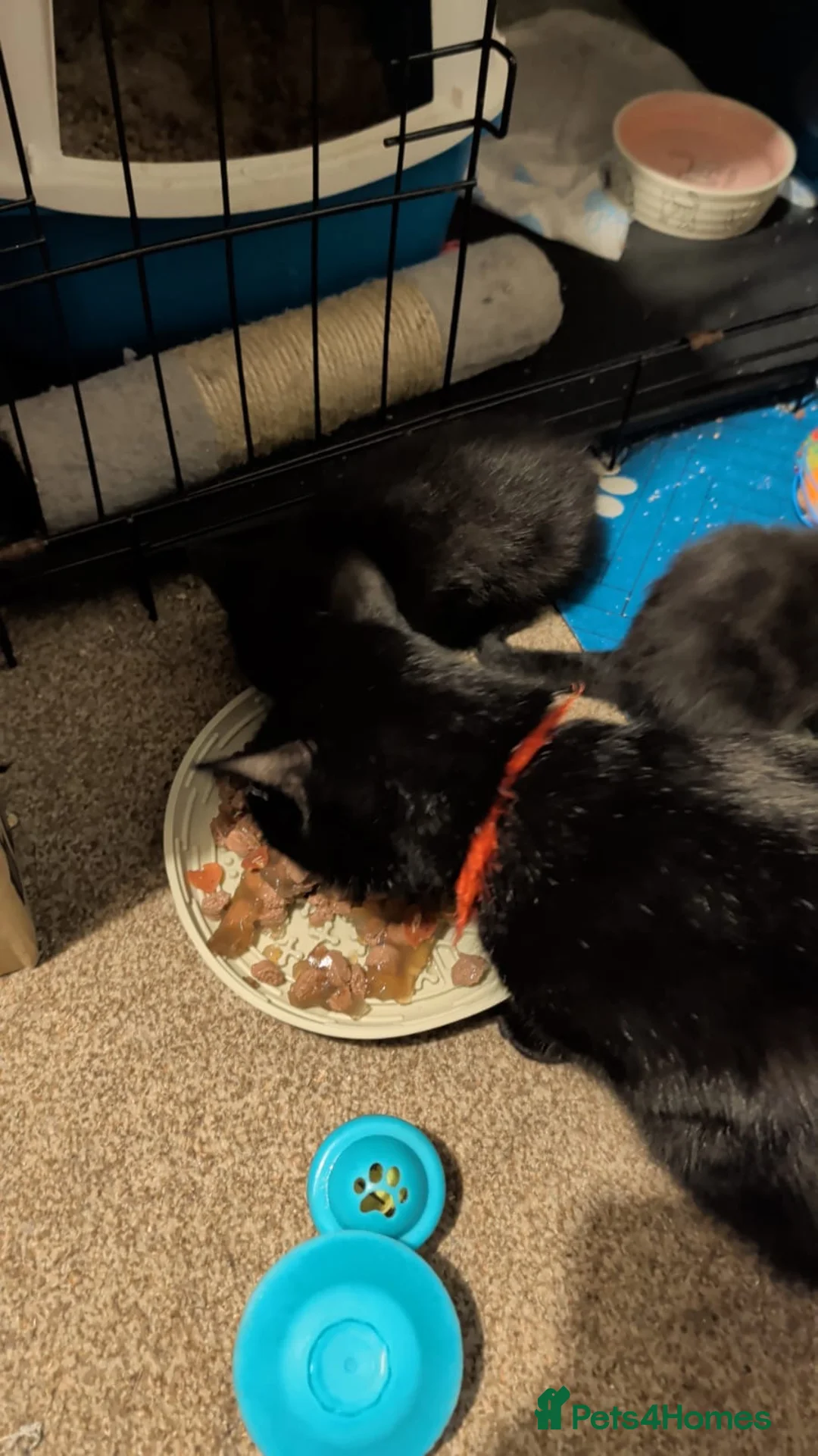 Bombay cats for sale: 🐾 Loving Homes Wanted for 4 Roxy’s Kittens 🐾 - Advert 8