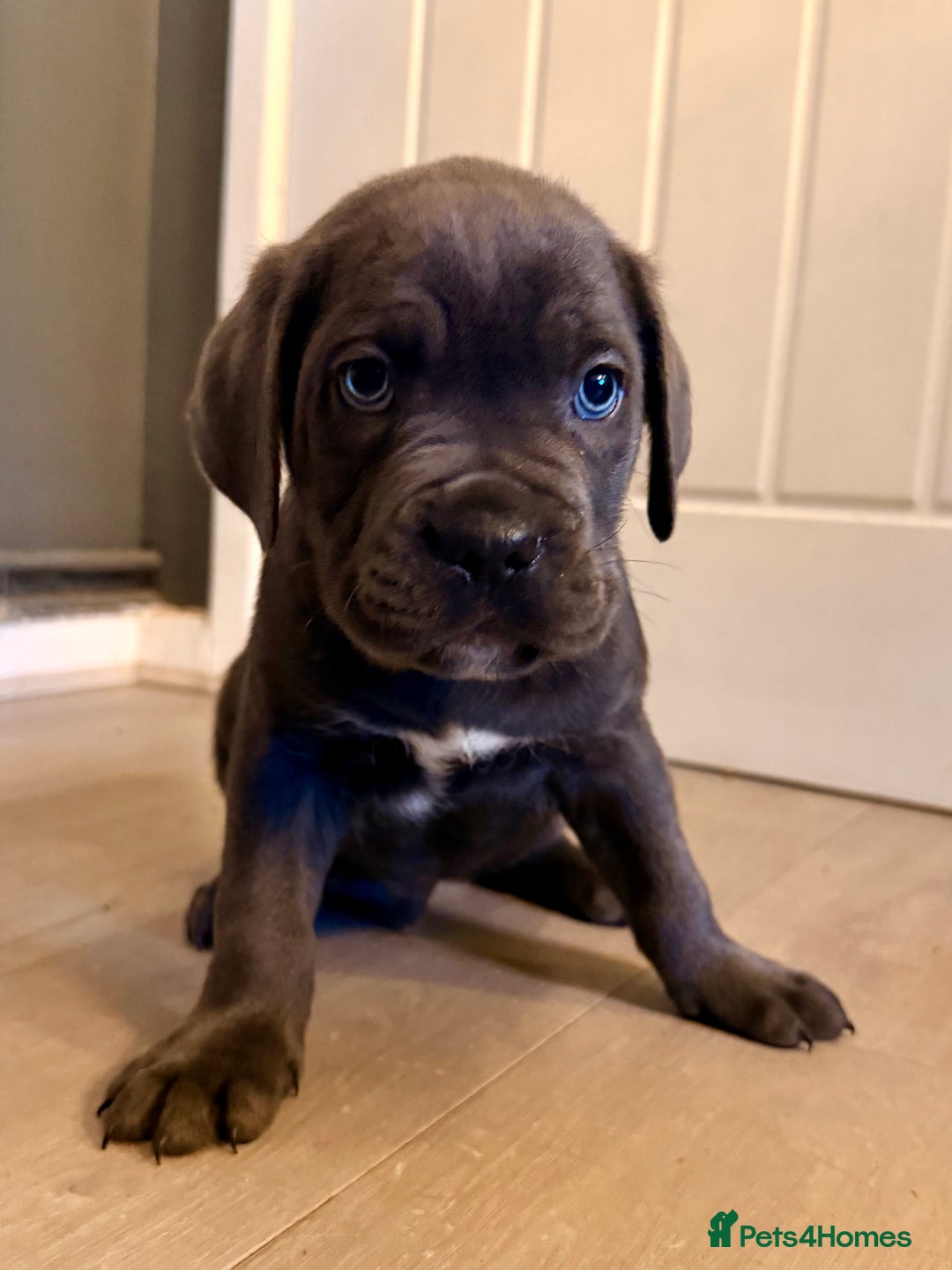 Cane Corso dogs for sale: Exceptional, Champion Bloodline Cane Corso Puppies - Advert 7
