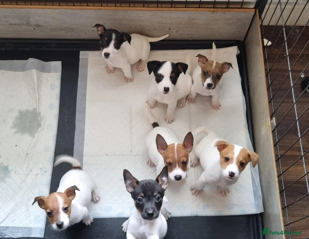 Jack Russell dogs for sale: 🐶 JACK RUSSELL PUPPIES FOR SALE 🐶 - Advert 22