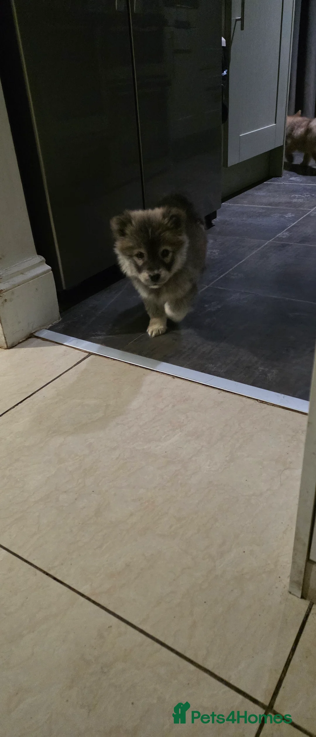 Mixed Breed dogs for sale: Adorable Merle Chowski's for sale  - Advert 11