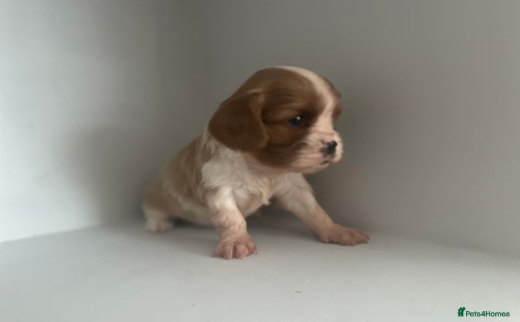 Cavalier King Charles Spaniel dogs - Advert 3