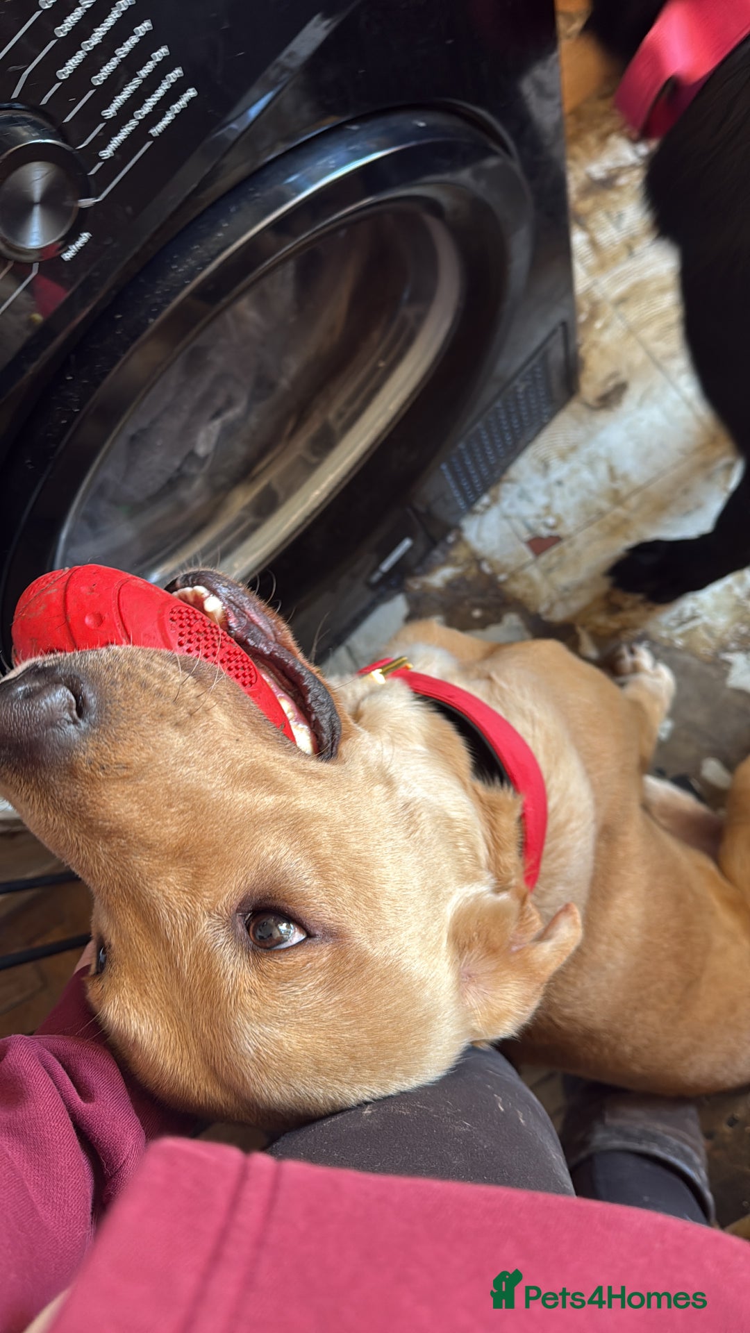 Labrador Retriever dogs for sale: Gorgeous Milo - Advert 3