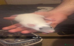 Rat rodents for sale: Rat pups - Image 8