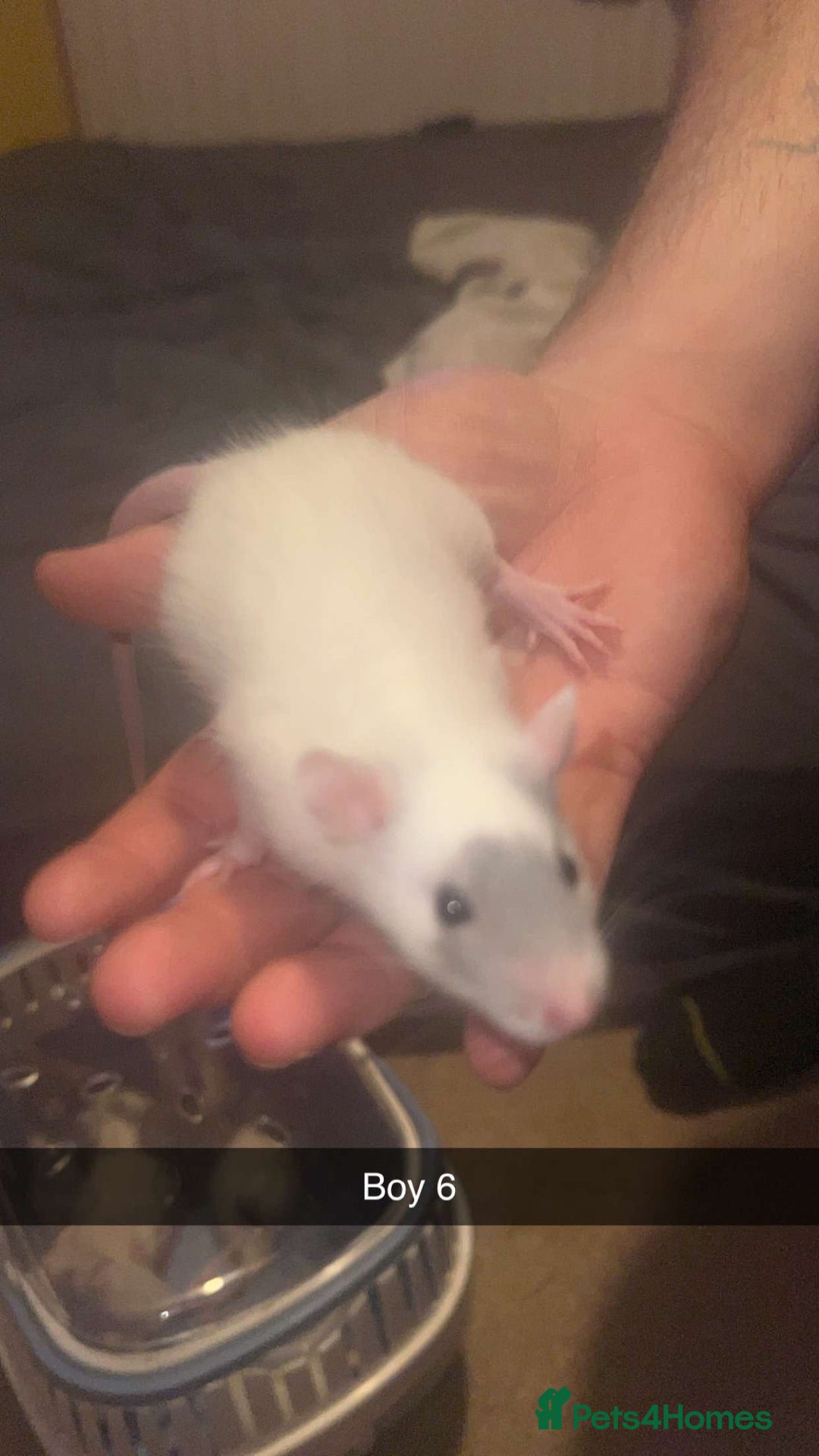 Rat rodents for sale: Rat pups - Image 8