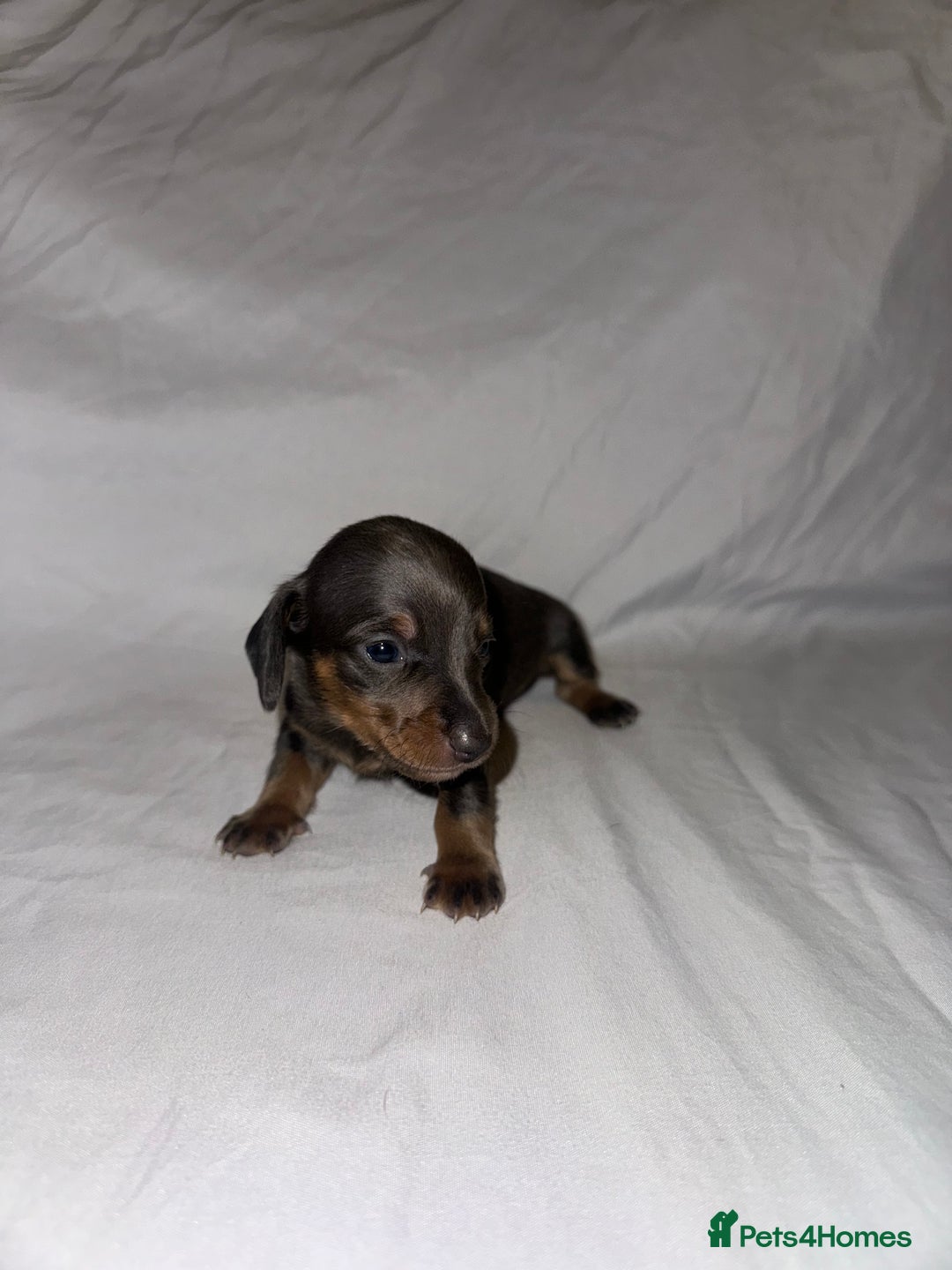 Miniature Dachshund dogs for sale: Miniature Dachshunds Available - Advert 9