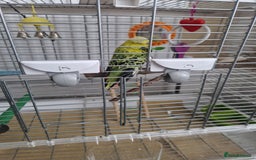 Budgerigars birds for sale: Charlie the Budgie looking for a loving home  - Image 2