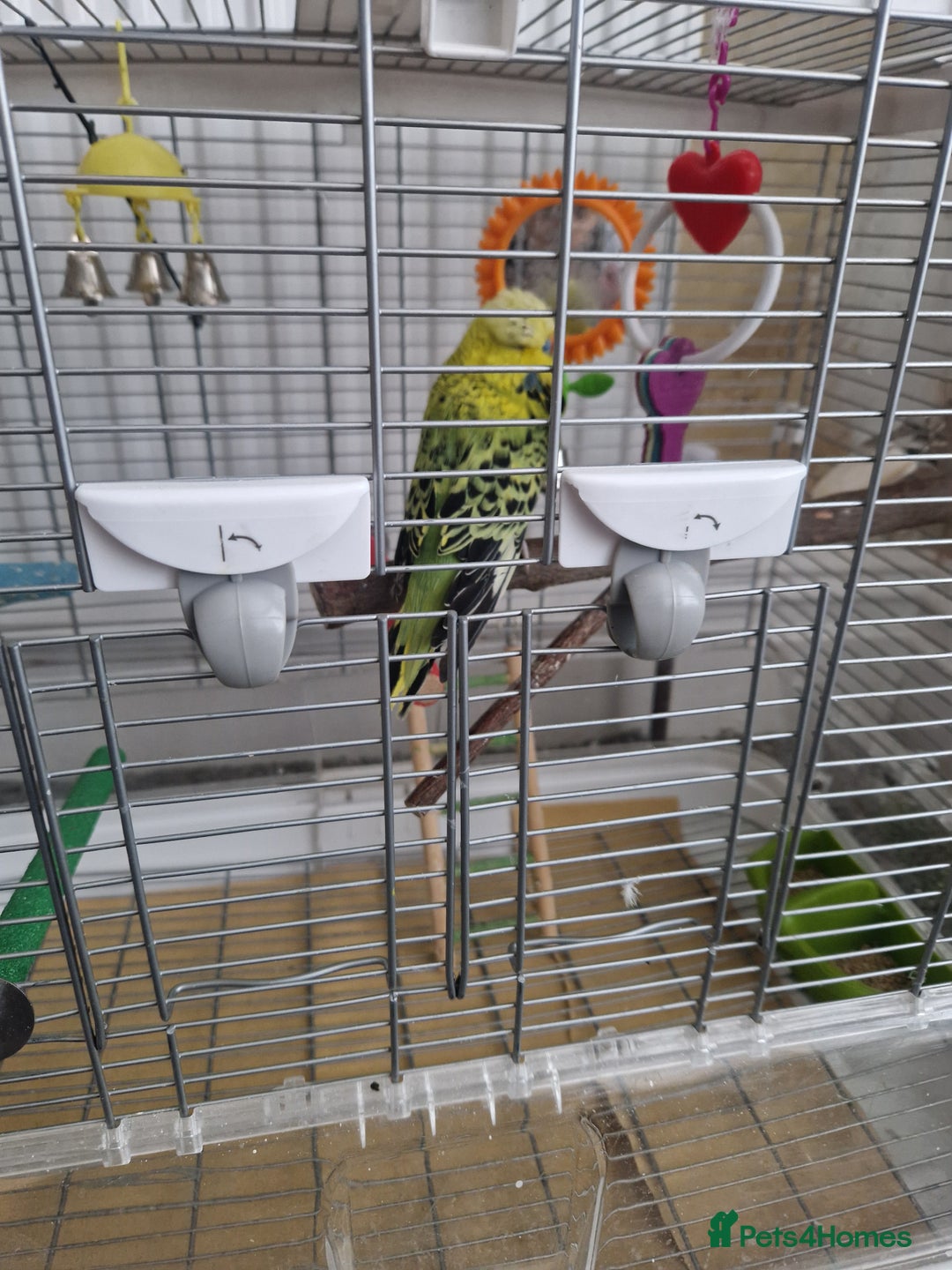 Budgerigars birds for sale: Charlie the Budgie looking for a loving home  - Image 2