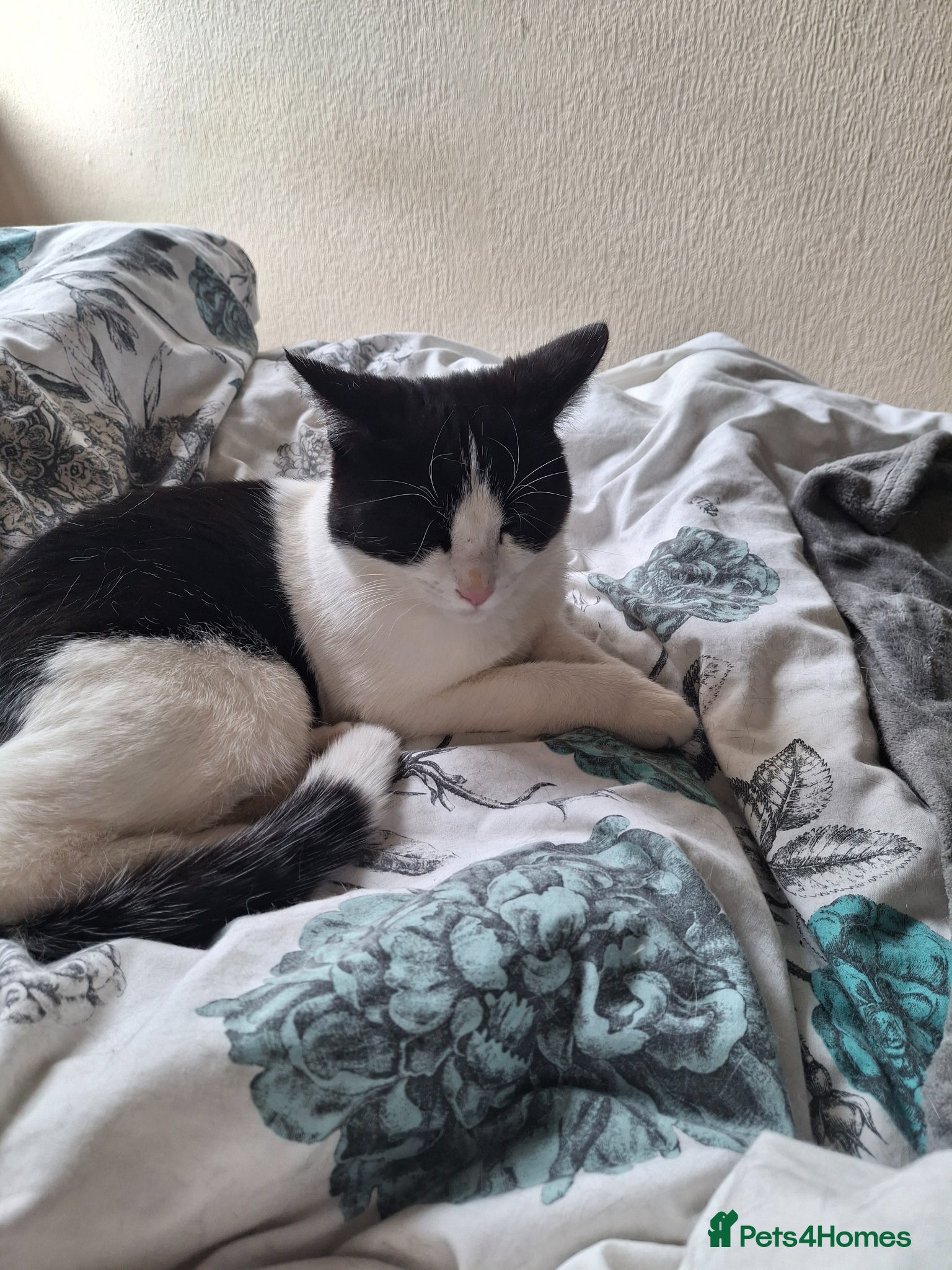 Mixed Breed cats Winter – A Truly Special Companion 🖤🤍 - Advert 1