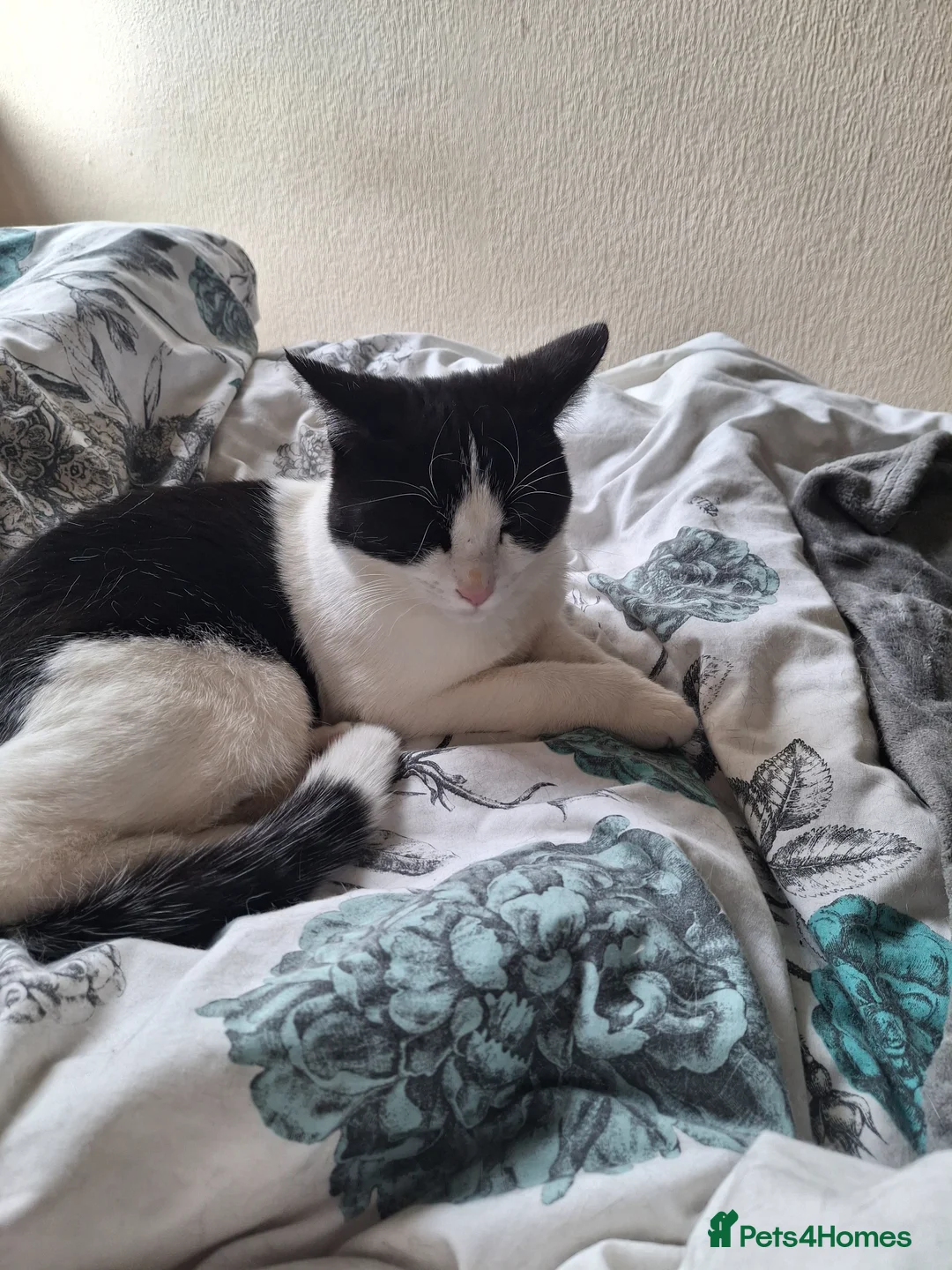 Mixed Breed cats for sale: Winter – A Truly Special Companion 🖤🤍 - Advert 1