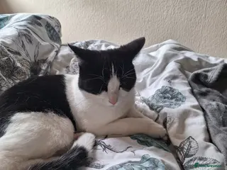 Mixed Breed cats Winter – A Truly Special Companion 🖤🤍 - Advert 13