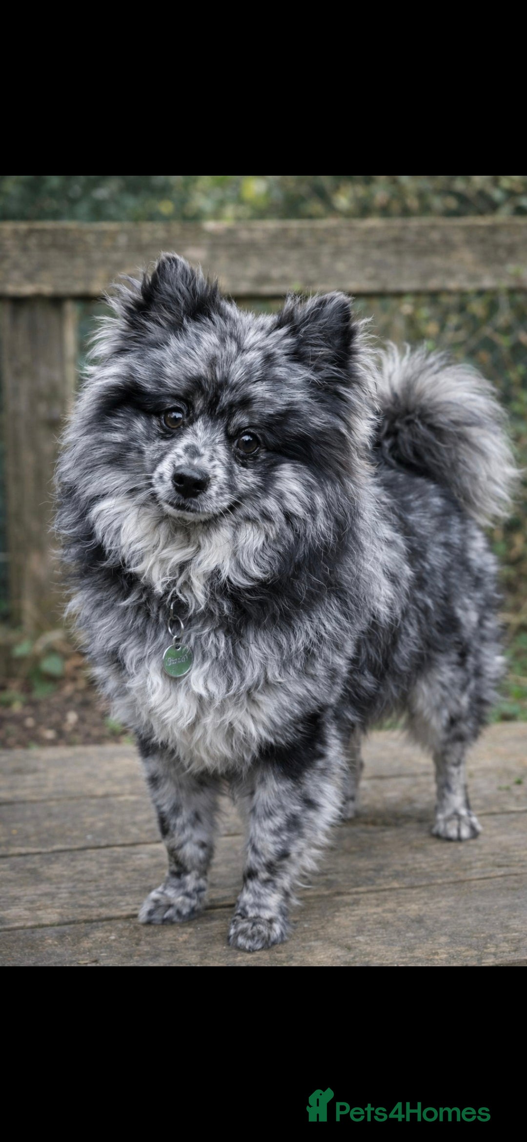 Pomeranian dogs NEXT GEN BLUE MERLE POM PUPS INCOMING - Advert 3