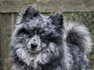 Pomeranian dogs NEXT GEN BLUE MERLE POM PUPS INCOMING - Advert 3