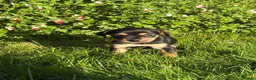 Mixed Breed dogs for sale: 5 Beautiful cavachon cross jack Russell puppies - Advert 2
