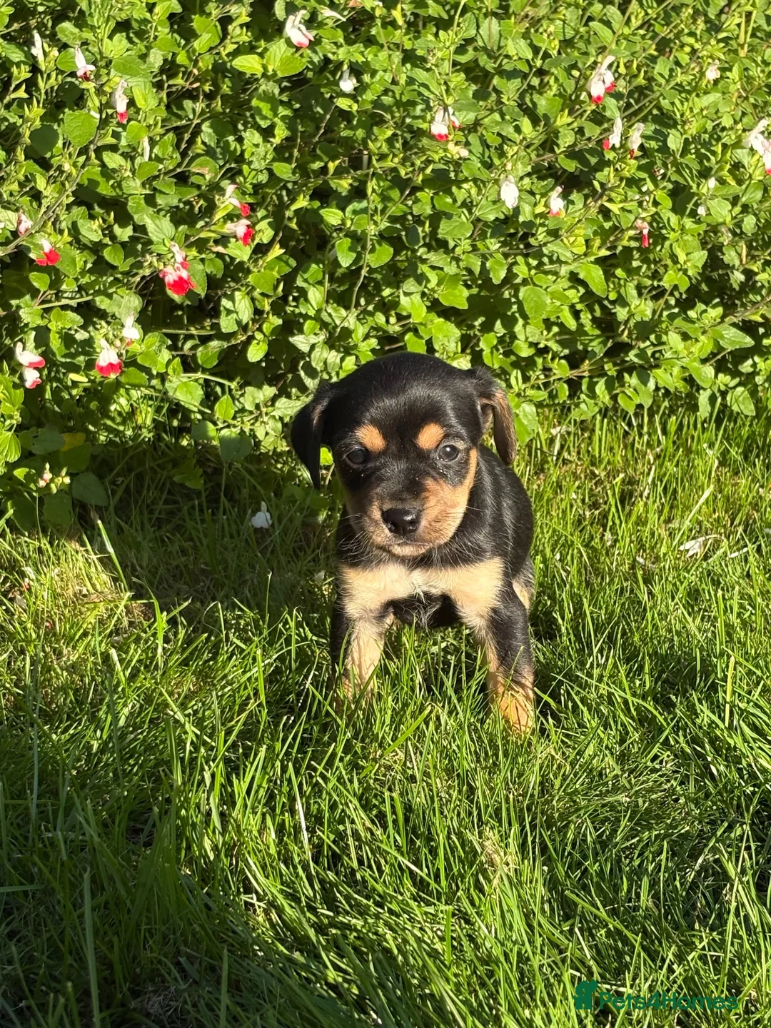 Mixed Breed dogs for sale: 5 Beautiful cavachon cross jack Russell puppies - Advert 2