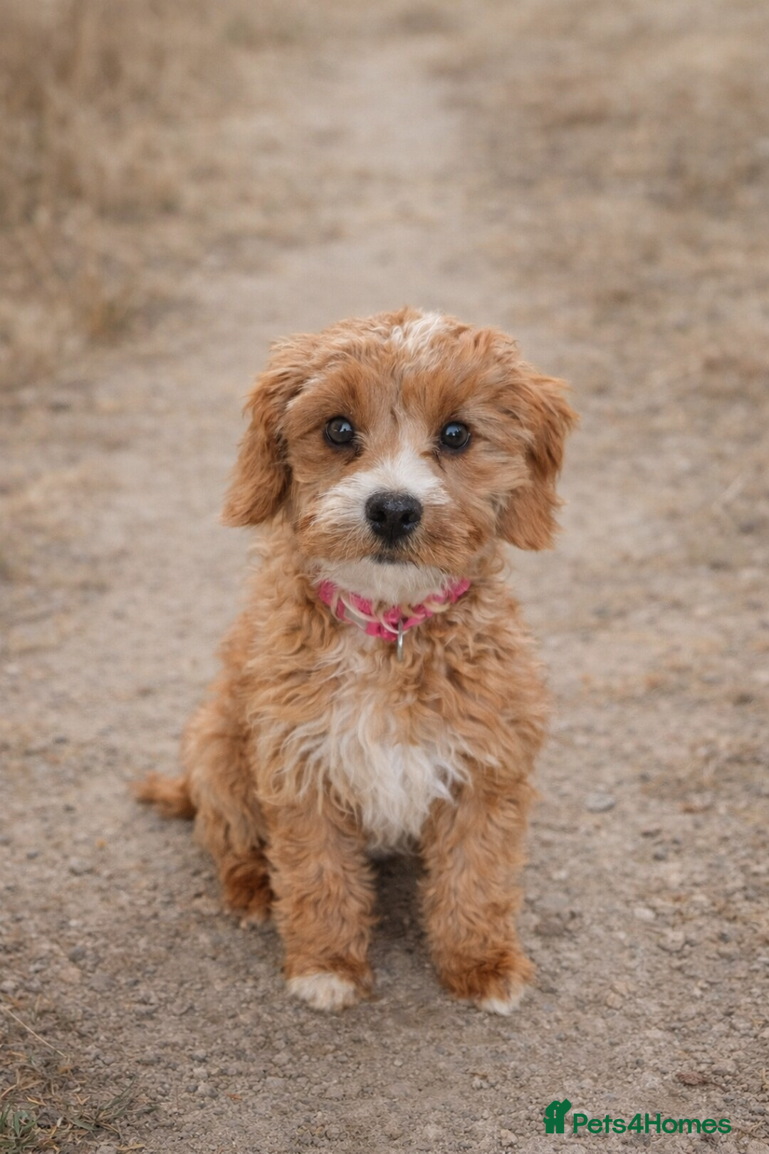 Cavapoo dogs for sale: Cavapoo Puppies FB1 - Advert 2