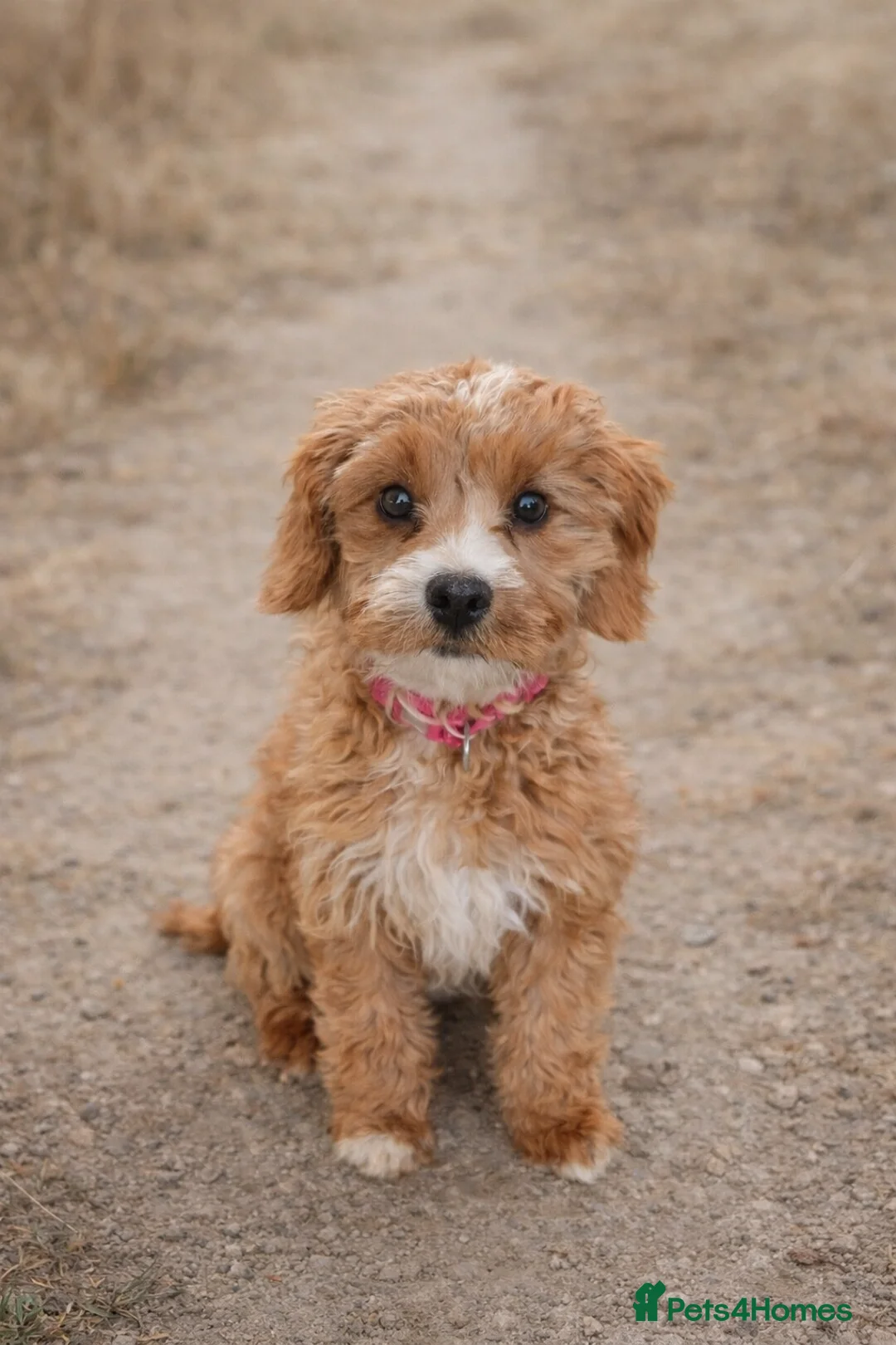 Cavapoo dogs for sale: Cavapoo Puppies F1B - Advert 18