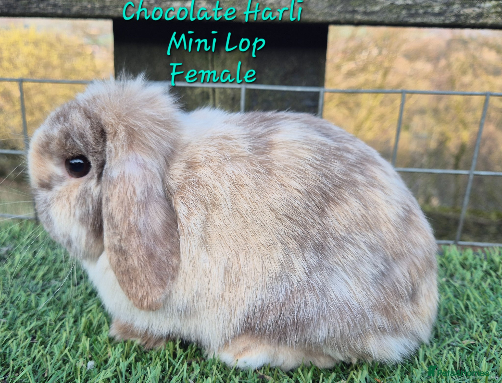 Mini Lop rabbits Various young Adult rabbits  - Advert 15