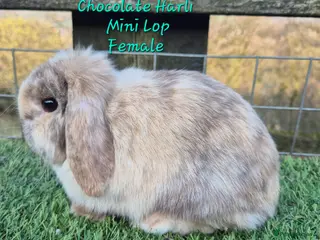 Mini Lop rabbits Various young Adult rabbits - Advert 15