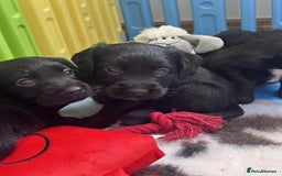 Mixed Breed dogs for sale: ** Spangold Retrievers ** - Image 14