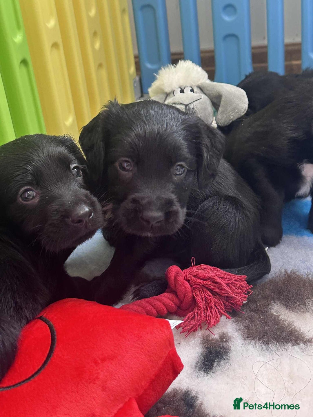 Mixed Breed dogs for sale: ** Spangold Retrievers ** - Image 14