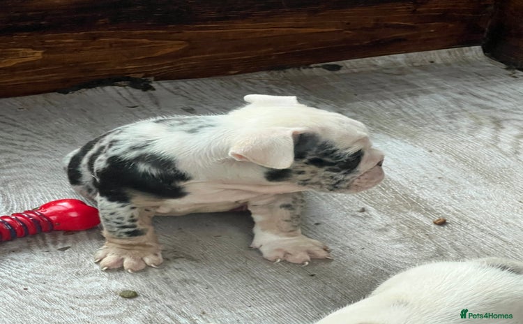 English Bulldog dogs - Advert 8