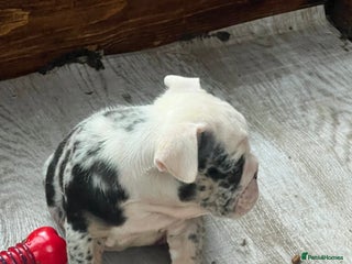 English Bulldog dogs - Advert 7