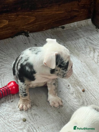 English Bulldog dogs - Advert 8