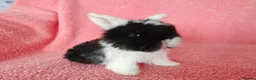 Mini Lop rabbits for sale: Baby mini lops for sale  - Advert 5