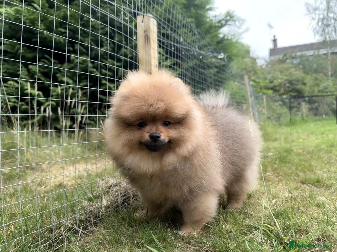 Pomeranian dogs for sale: Luxurious Tiny Pomeranian - 900g/11 weeks old - Image 7