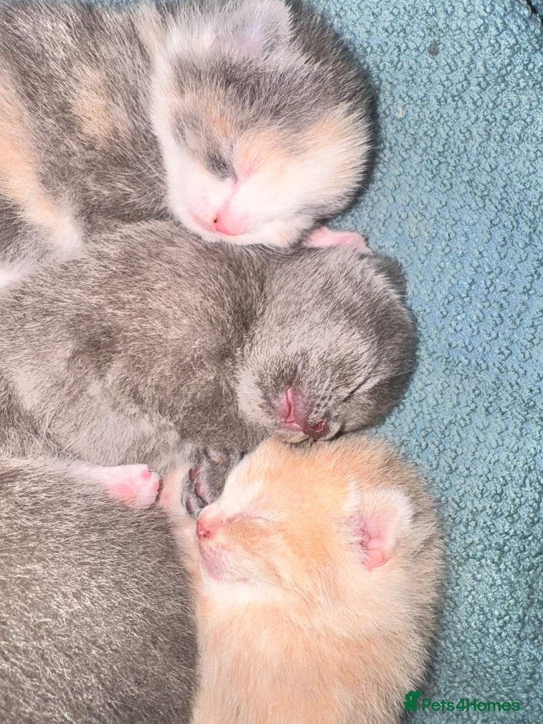 British Shorthair cats for sale: 🤎 Beautiful Biscuit-Coloured British Shorthair  - Advert 4