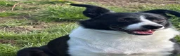 Border Collie dogs for sale: Beautiful 5 year old Collie - Advert 3