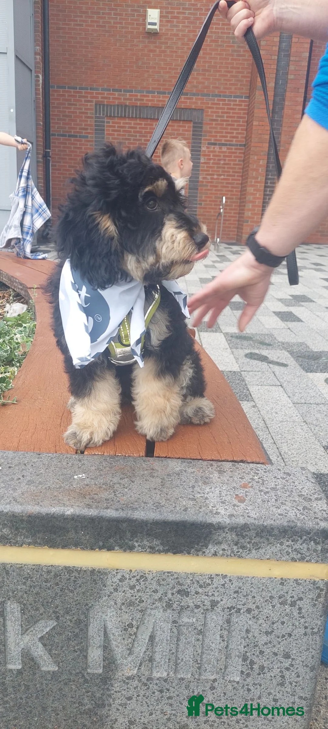 Jackapoo dogs for sale: Buster male jackapoo puppy - Advert 7
